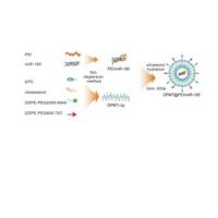 负载聚乙烯亚胺（PEI）/微小核糖核酸-195（miR-195）复合物的脂质体被p-氨 基 苯基-α-D-甘露吡喃糖苷（MAN）和细胞穿透肽（TAT）修饰