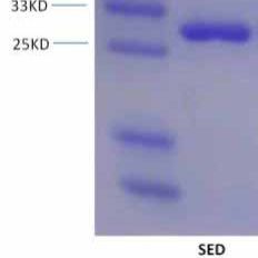 金黄色 葡萄球菌肠毒素D重组蛋白