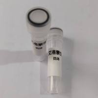 InVivo Anti-mouse PD1 (RMP1-14)