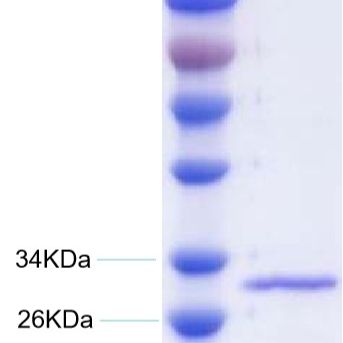金黄色 葡萄球菌肠毒素D