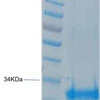 金黄色 葡萄球菌肠毒素C1
