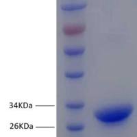 金黄色 葡萄球菌中毒性休克毒素-1重组抗原