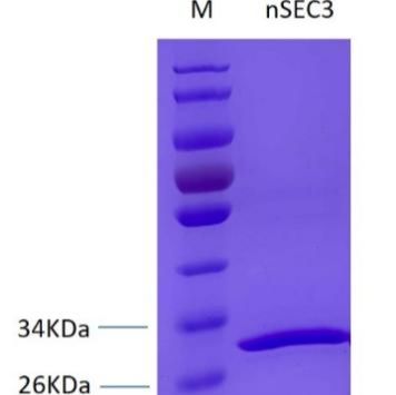 金黄色 葡萄球菌肠毒素C3