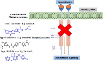 Vascular Endothelial Growth Factor Receptor (VEGFR-2).jpg