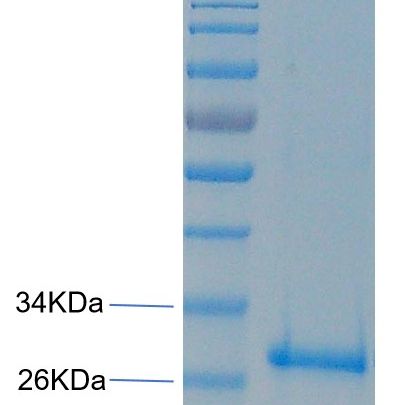 金黄色 葡萄球菌肠毒素E重组蛋白