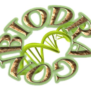 Biodragon博奥龙BF06205慢病毒浓缩试剂13611631389上海睿安生物