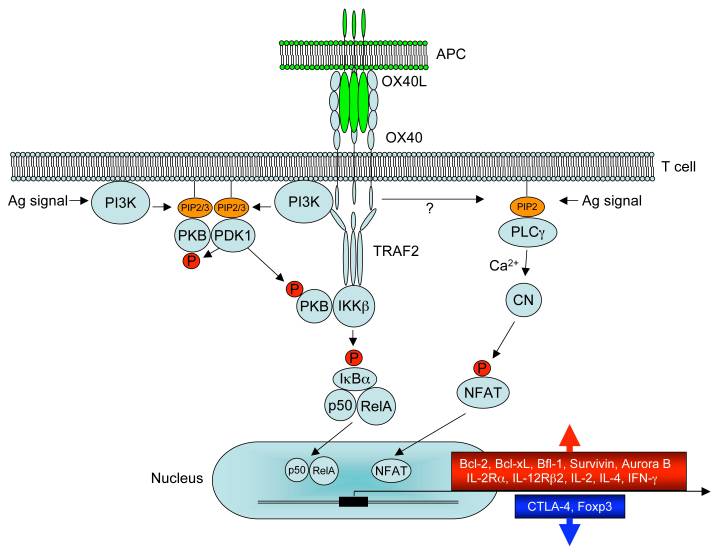OX40 and OX40L to T cell Biology and Immune Disease.jpg