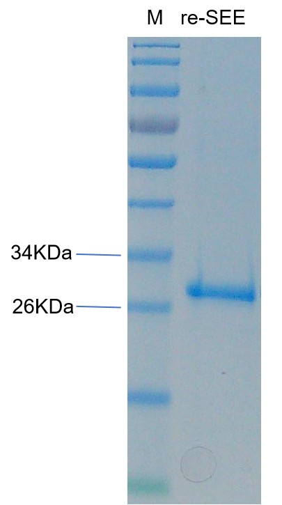 金黄色 葡萄球菌肠毒素E重组蛋白