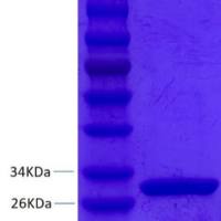 金黄色 葡萄球菌肠毒素C2