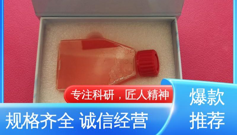 SMMC7721 Sorafenib 耐药细胞在肝癌研究中的应用案例与技术方案