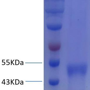 登革病毒重组NS1抗原