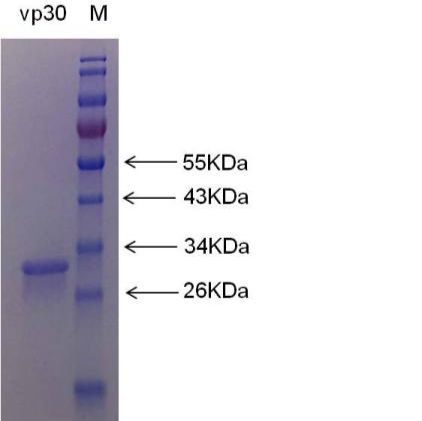 非洲猪瘟病毒VP30重组蛋白