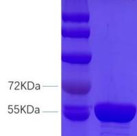 狂犬 病病毒重组核蛋白