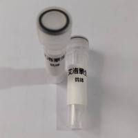 Invivo Anti-Human/mouse CTLA-4 (CD152)