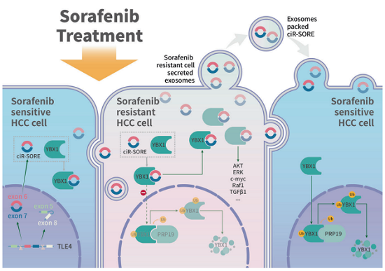 SMMC7721 Sorafenib 耐药细胞在肝癌研究中的应用案例与技术方案