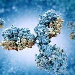 小鼠抗人IgM重链μ单克隆抗体-间接法