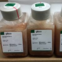Gibco货号A5256701巴西优级胎牛血清Gibco南美胎牛血清13611631389上海睿安生物