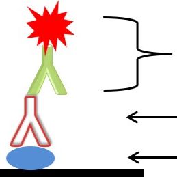 小鼠抗人IgA重链α单克隆抗体