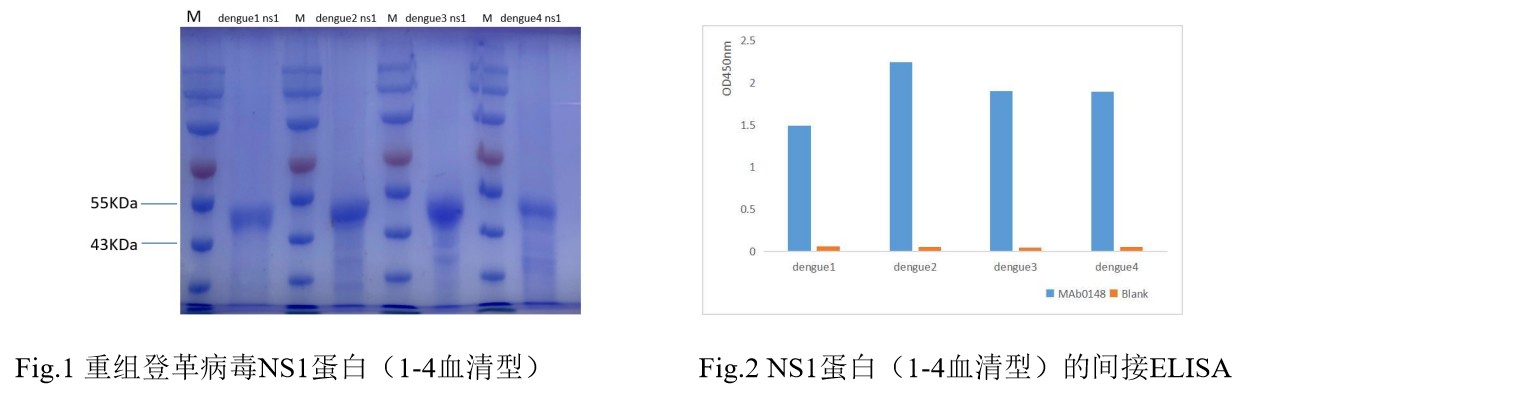 登革病毒重组NS1抗原