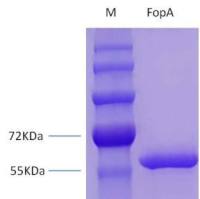 土拉弗朗 西斯菌外膜蛋白A