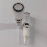 InVivo Anti-mouse CTLA-4 (CD152) (Clone: 9D9)