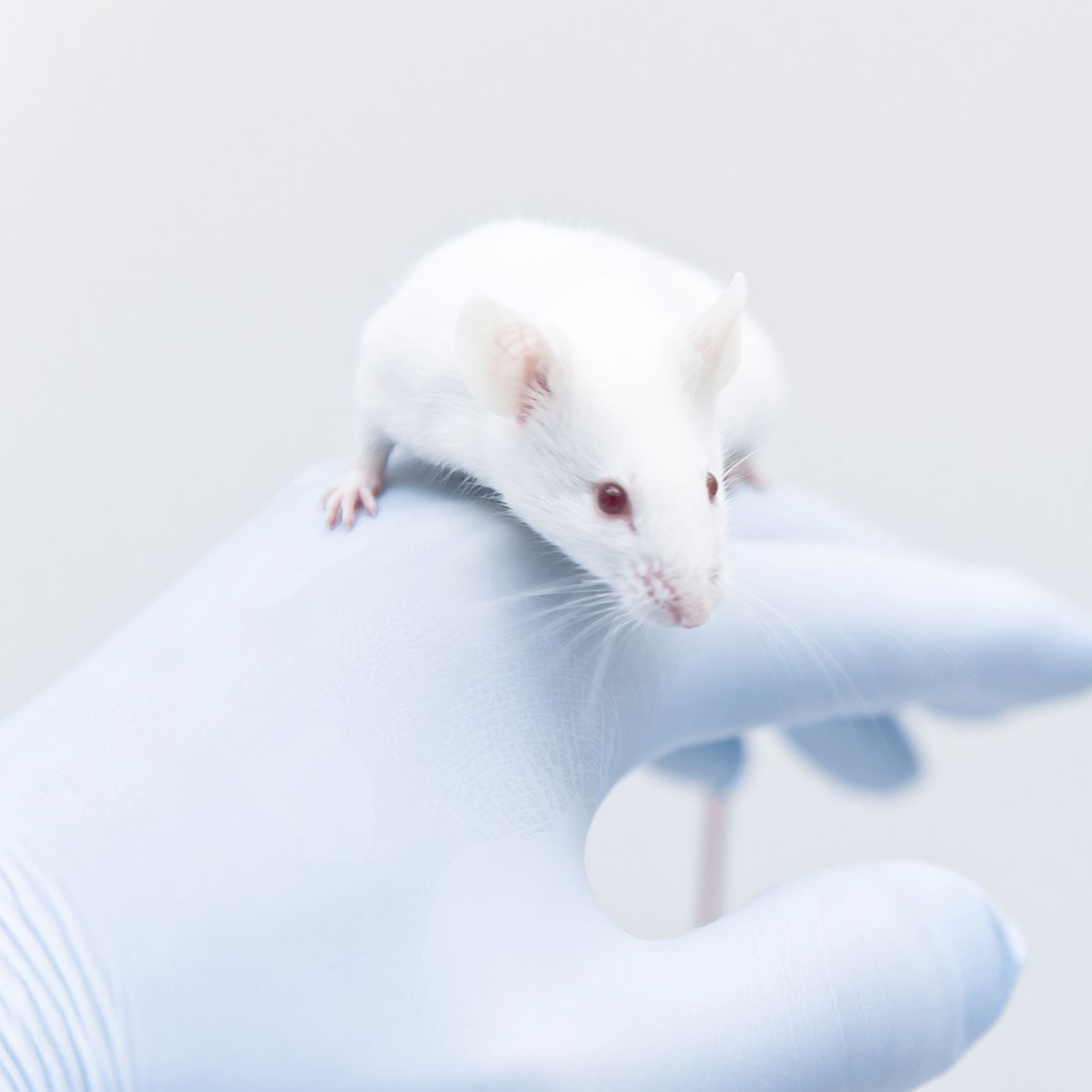 骨质疏松动物模型实验外包