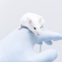 骨质疏松动物模型实验外包