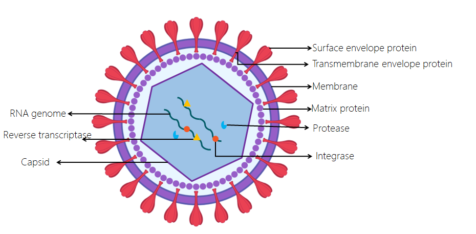 “高效稳定，精准转染——尚恩生物慢病毒转染服务全新登场！”