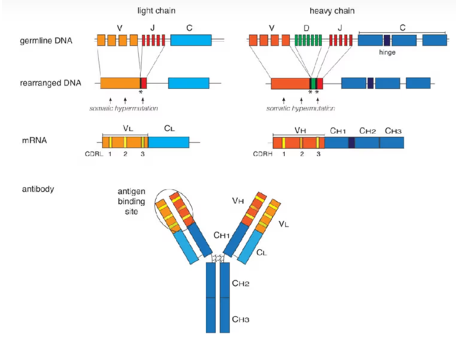 抗体VDJ基因的重排
