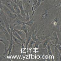 SW1353人软骨肉瘤细胞