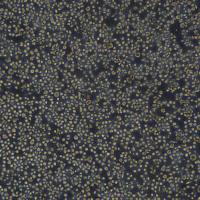 THP-1细胞敲除hOASL基因细胞系