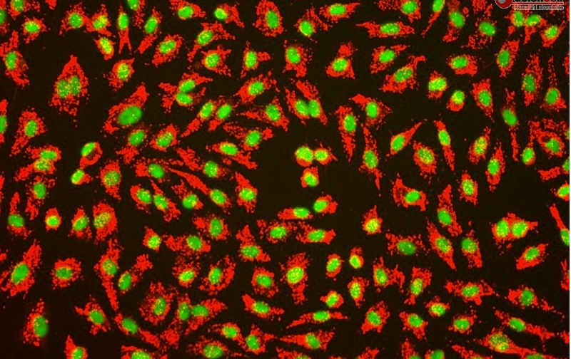 一眼看懂原代细胞“传代数”“倍增数”