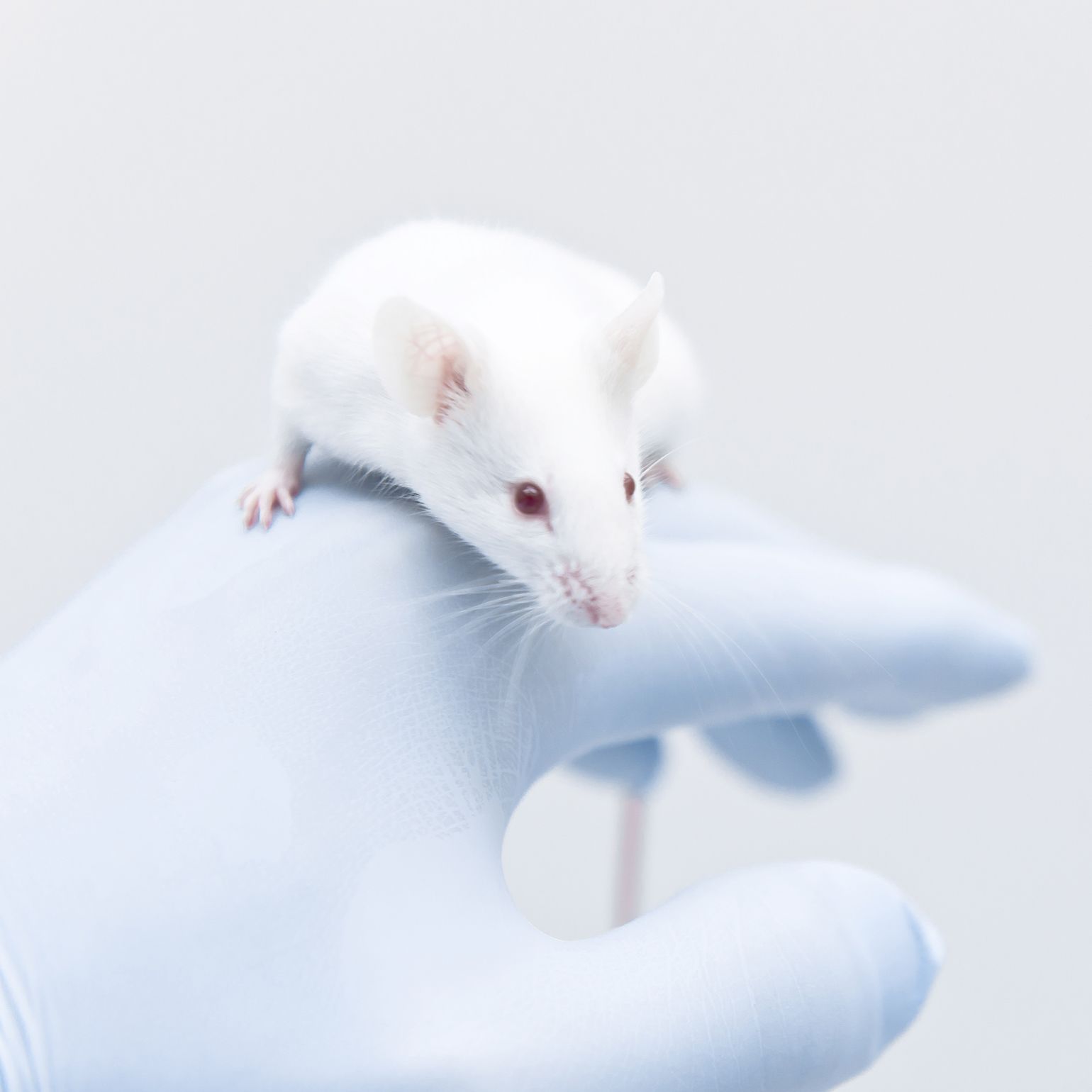 痛风性关节炎动物实验外包