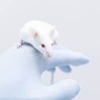 类风湿关节炎动物模型(RA)实验外包