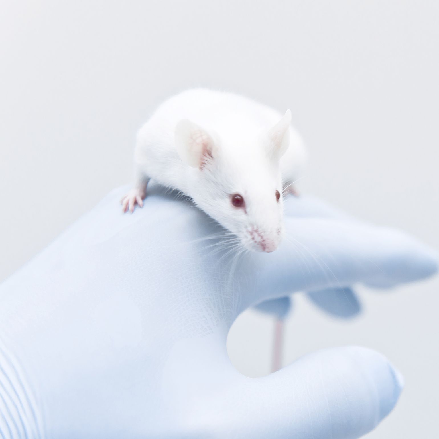 骨性关节炎动物模型 (OA)实验外包