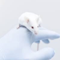 骨性关节炎动物模型 (OA)实验外包