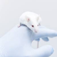 硅沉着病(矽肺)动物模型实验外包