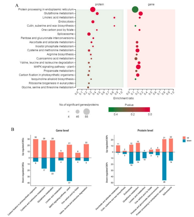研究思路 | 多组学专题——如何进行转录组+蛋白组关联分析？
