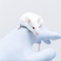 肺间质纤维化动物模型（IPF）实验外包