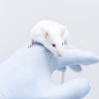 慢性阻塞性肺疾病(COPD)动物模型实验外包