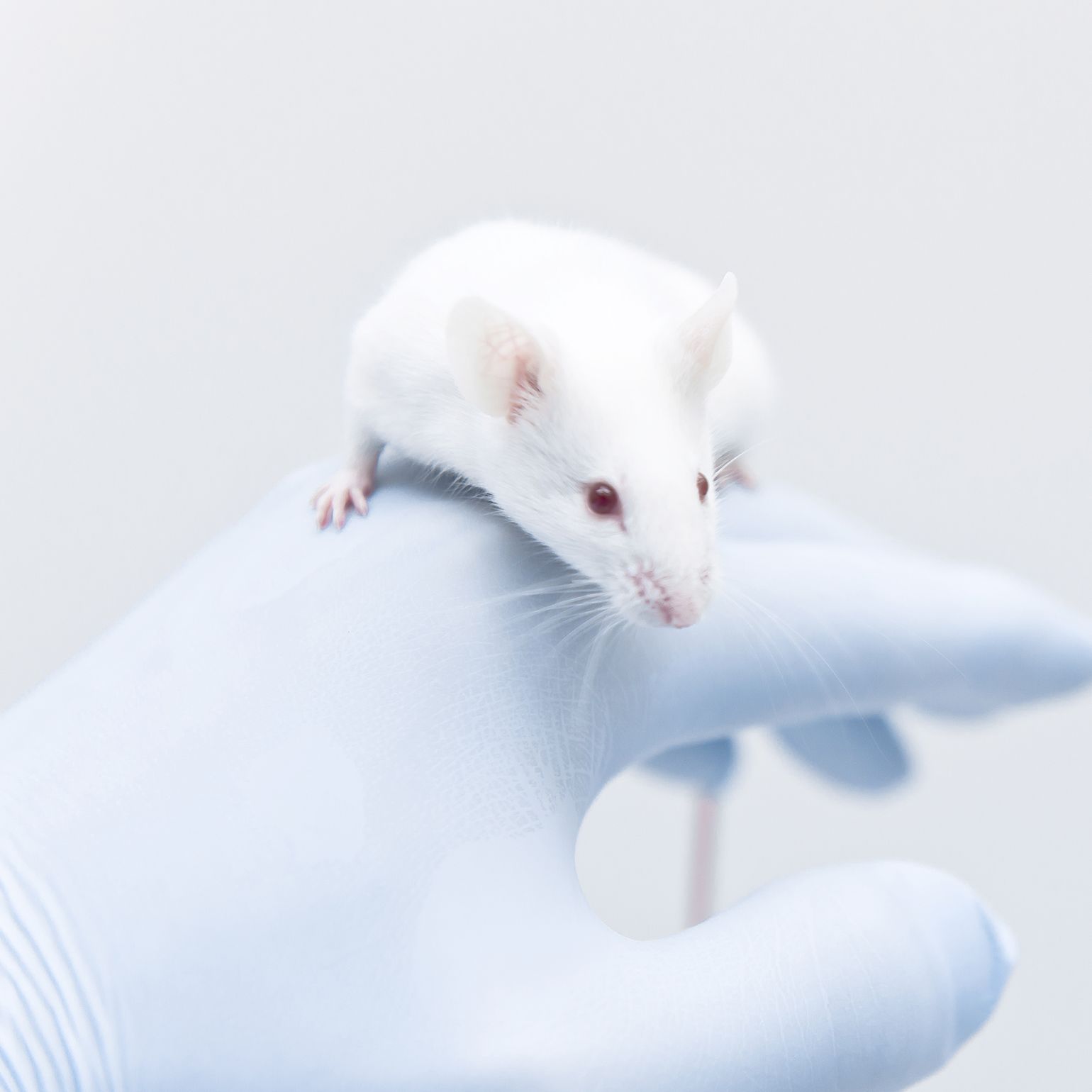 帕金森病(PD)动物模型实验外包