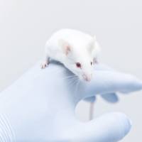 帕金森病(PD)动物模型实验外包