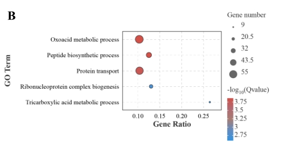 研究思路 | 多组学专题——如何进行转录组+蛋白组关联分析？