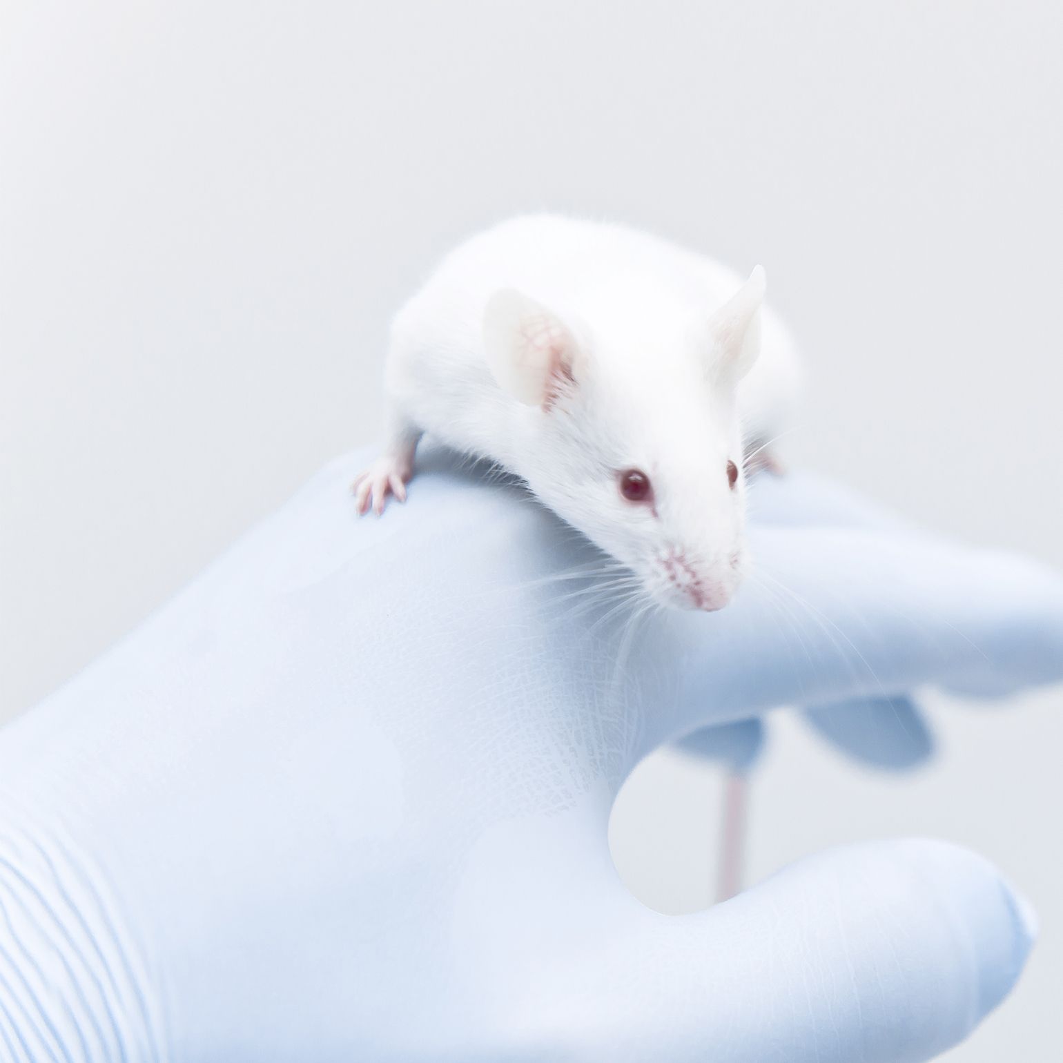 变应性鼻炎动物模型实验外包