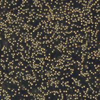 HL-60细胞敲除hIRAK4基因细胞系