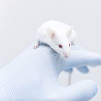 功能性腹泻动物模型实验外包