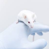 早泄动物模型实验外包