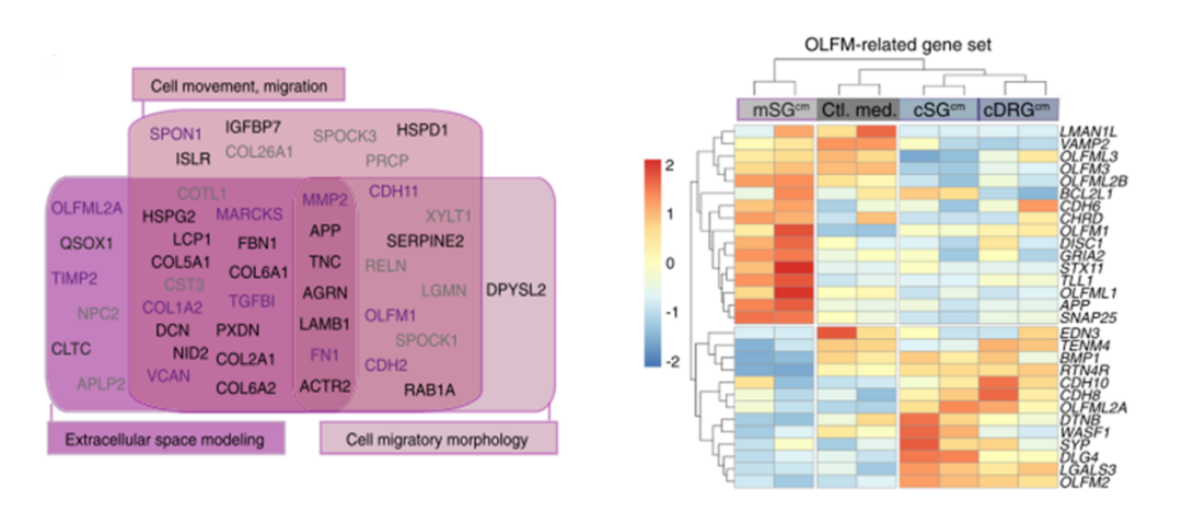 研究思路 | 多组学专题——如何进行转录组+蛋白组关联分析？