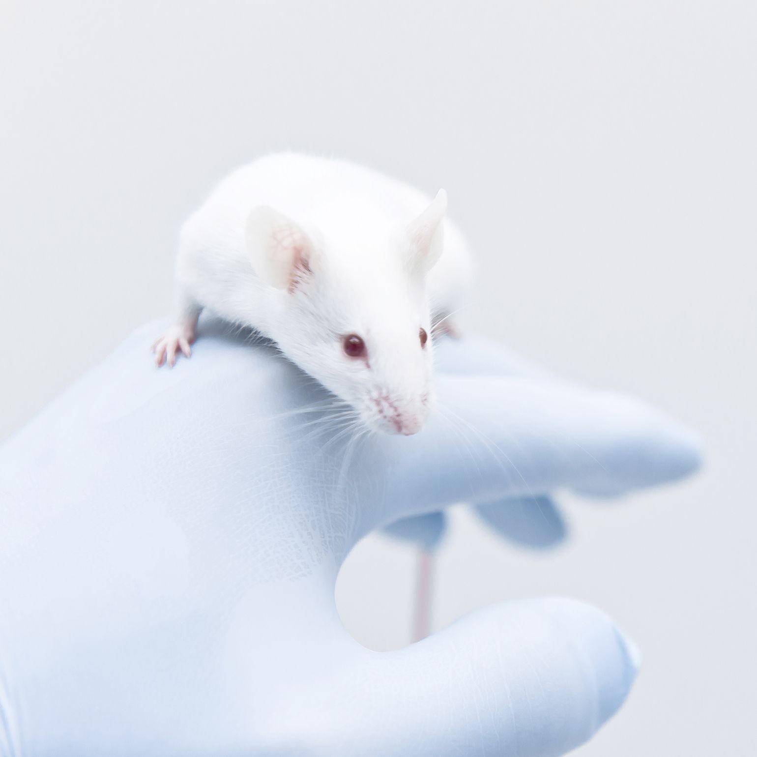 动物实验外包服务