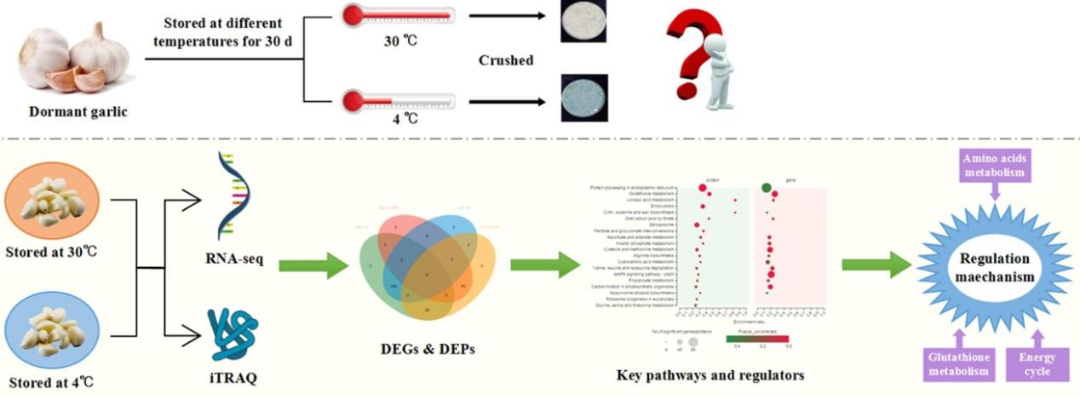 研究思路 | 多组学专题——如何进行转录组+蛋白组关联分析？